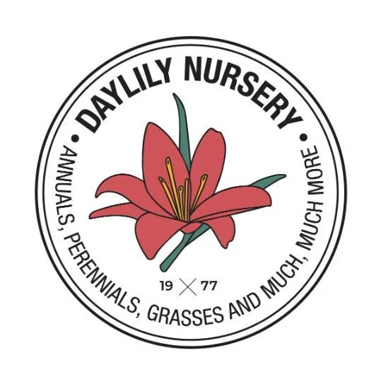 Red Waxed Amaryllis Bulb - Red Lion Amaryllis - Size 26/28 - No Water Indoor - Image 4