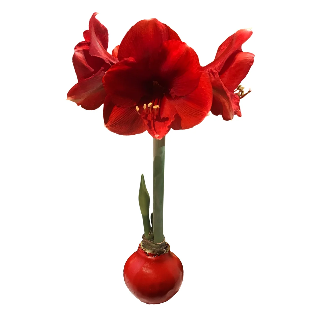 Red Waxed Amaryllis Bulb - Red Lion Amaryllis - Size 26/28 - No Water Indoor - Image 1