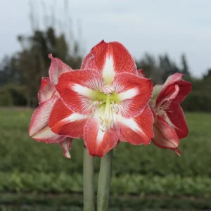 Red Waxed Minerva Amaryllis Bulb - No Water, Easy Care Indoor Plant, Size 36/38 - Image 3