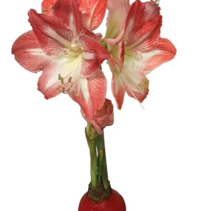 Red Waxed Minerva Amaryllis Bulb - No Water, Easy Care Indoor Plant, Size 36/38 - Image 1