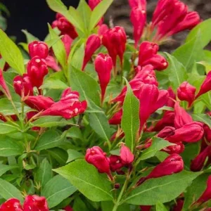 Red Weigela Bare Root Plant - 2 Count - Deciduous Shrub for Full Sun - Image 2