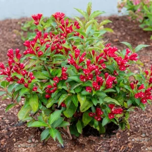Red Weigela Florida Live Plant – 6-12 inches tall in pot – Outdoor Shrub - Image 1