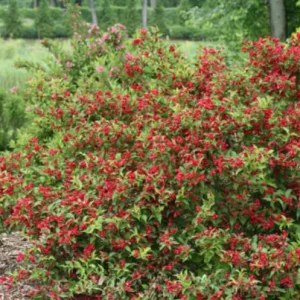 Red Weigela Live Plant – Quart Pot – Colorful Flowering Shrub – Outdoor - Image 10