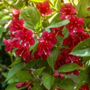 Red Weigela Live Plant – Quart Pot – Colorful Flowering Shrub – Outdoor - Image 5
