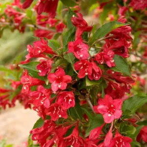 Red Weigela Live Plant - Quart Pot, Deciduous Shrub, Outdoor, Zones 4-8 - Image 1