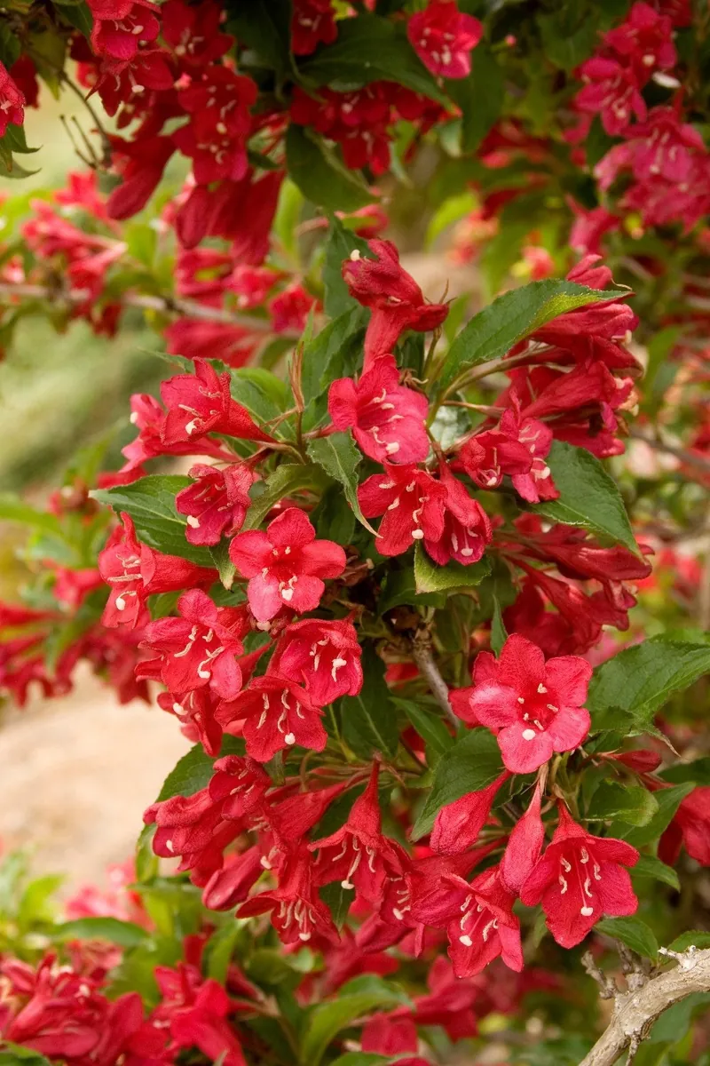 Red Weigela Live Plant - Quart Pot, Deciduous Shrub, Outdoor, Zones 4-8 - Image 1
