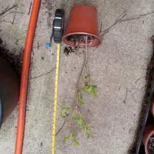 Red Weigela Live Plant (Weigela florida) - Bare Root Shrub, 2 ft Tall, Outdoor - Image 3