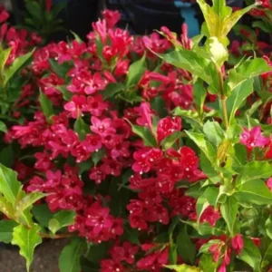 Red Weigela Live Plant (Weigela florida) - Bare Root Shrub, 2 ft Tall, Outdoor - Image 1