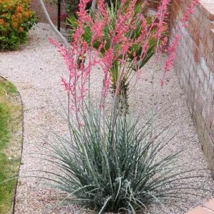 Red Yucca Live Plant - 4 Inch Pot - Hardy Desert Ornamental - Image 4