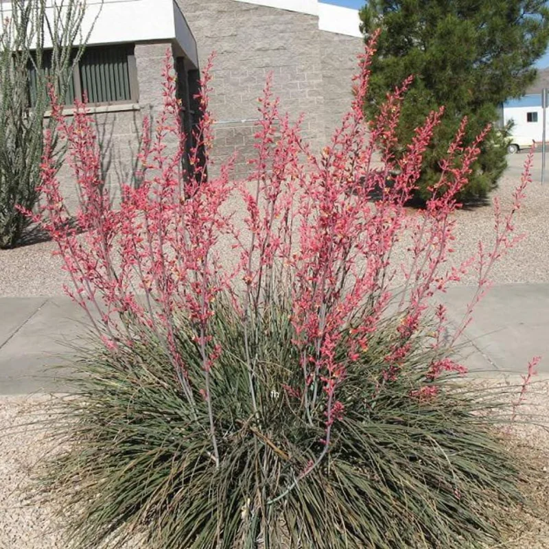 Red Yucca Live Plant - 4 Inch Pot - Hardy Ornamental Desert Plant - Image 6