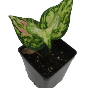 Red Zircon Chinese Evergreen Live Plant - Aglaonema - 2.5" Pot - Indoor - Image 2