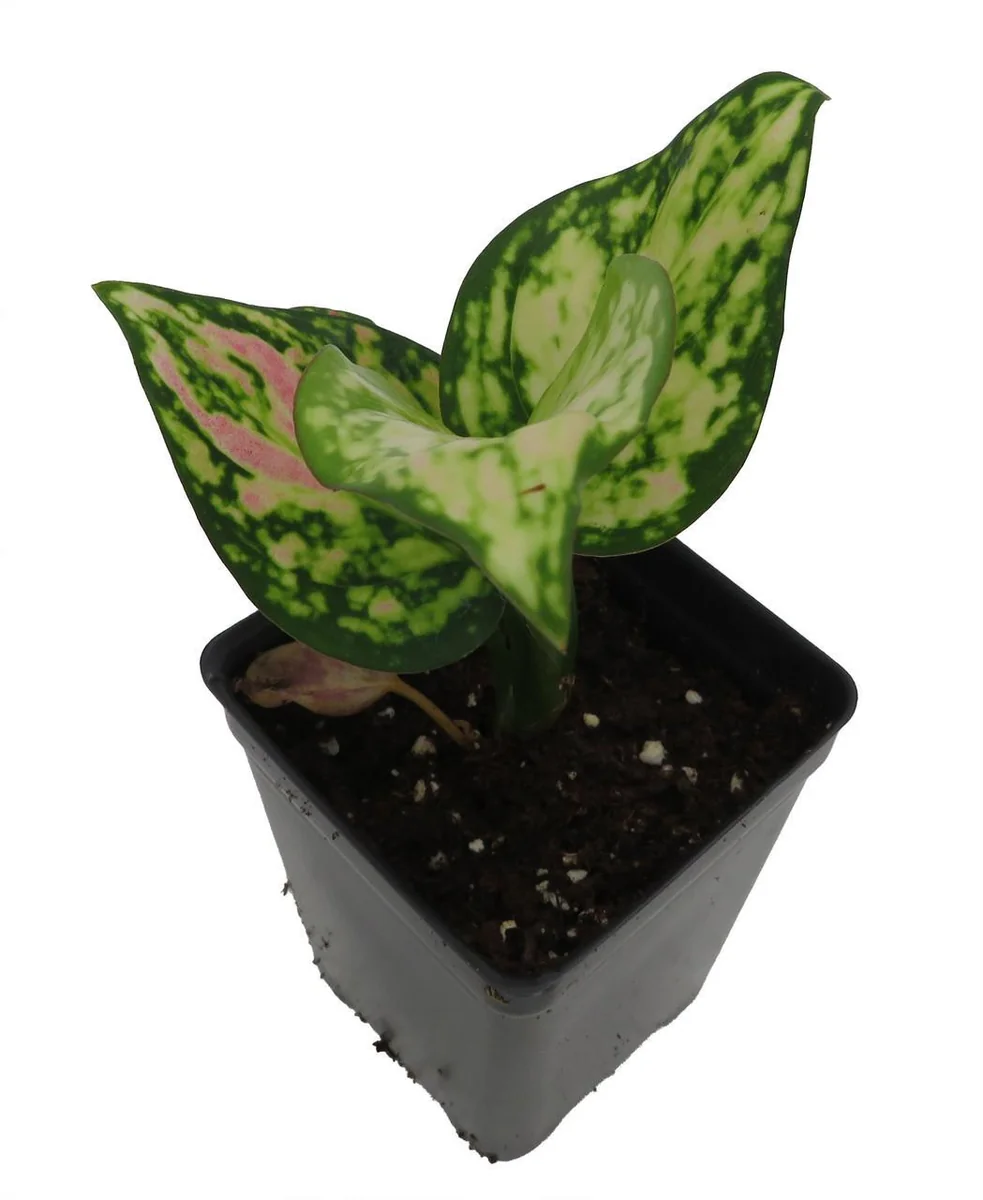 Red Zircon Chinese Evergreen Live Plant - Aglaonema - 2.5" Pot - Indoor - Image 2