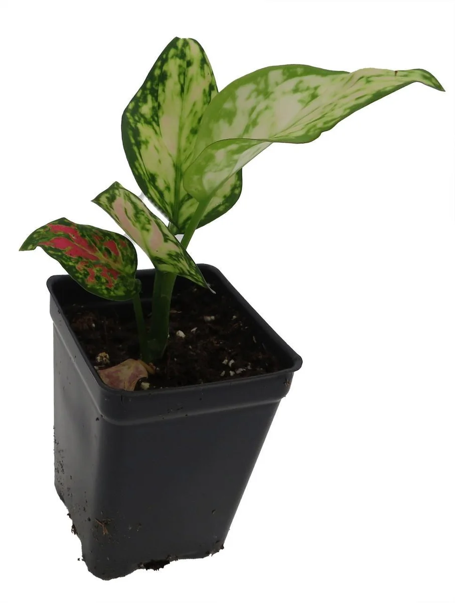 Red Zircon Chinese Evergreen Live Plant - Aglaonema - 2.5" Pot - Indoor - Image 3