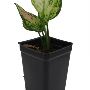 Red Zircon Chinese Evergreen Live Plant - Aglaonema - 2.5" Pot - Indoor - Image 1