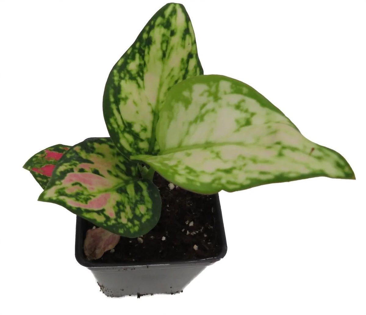 Red Zircon Chinese Evergreen Live Plant - Aglaonema - 2.5" Pot - Indoor - Image 4