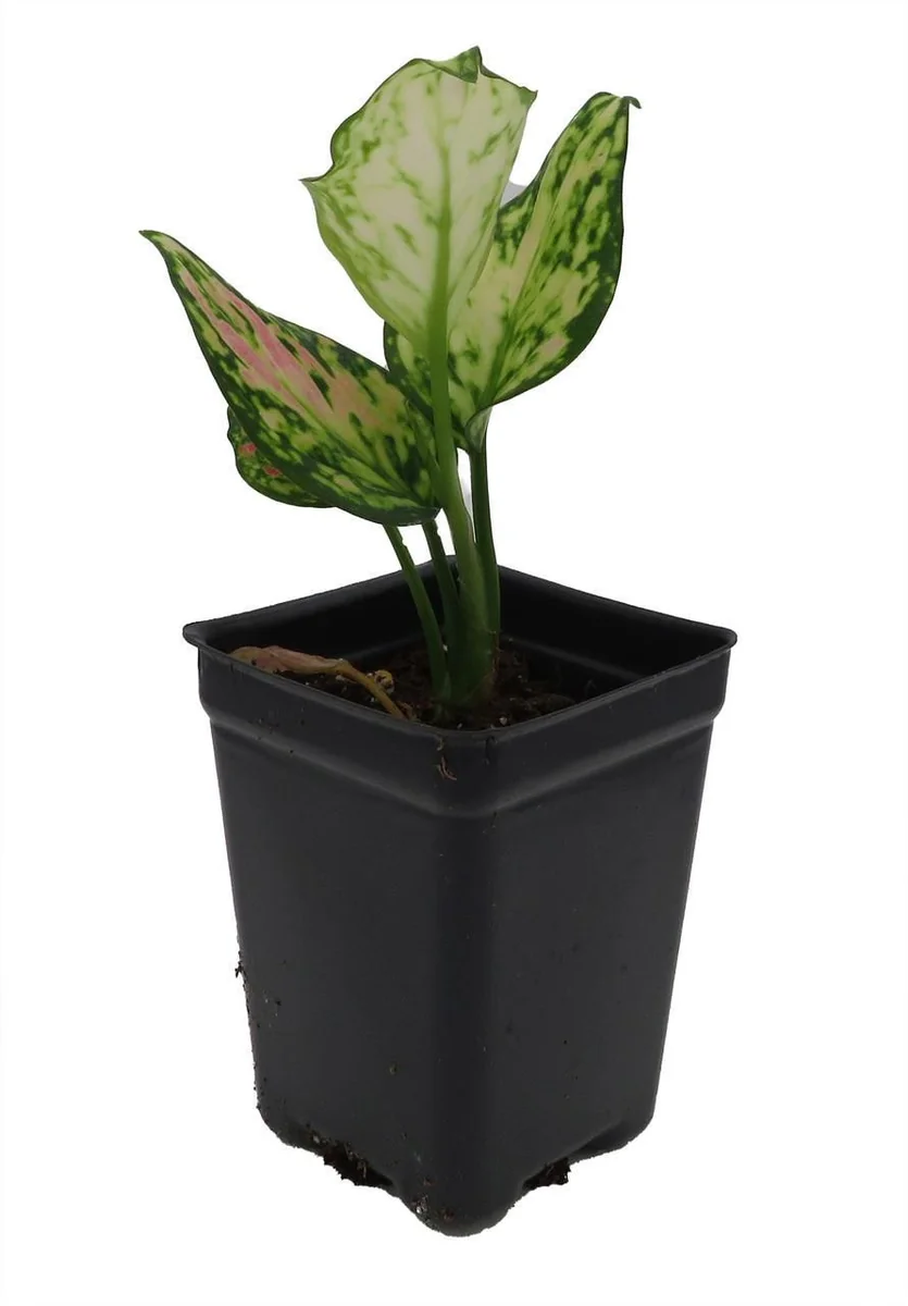 Red Zircon Chinese Evergreen Live Plant - Aglaonema - 2.5" Pot - Indoor - Image 1