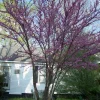Redbud Tree Live Plant – 4" Container – 6-12" Tall – Outdoor - Image 1