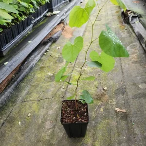 Redbud Tree Live Plant - Eastern Redbud (Cercis canadensis) - 2 Trees, 4 inch Container, 6-12 inch Tall - Image 3
