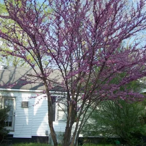 Redbud Tree Live Plant - Eastern Redbud (Cercis canadensis) - 2 Trees, 4 inch Container, 6-12 inch Tall - Image 1