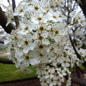 Redspire Callery Pear Tree – Live Plant – 2 to 3 Feet Tall – Grafted Tree – Outdoor - Image 2