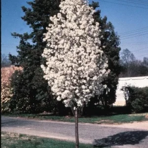 Redspire Callery Pear Tree – Live Plant – 2 to 3 Feet Tall – Grafted Tree – Outdoor - Image 1