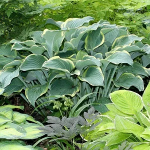 Regal Splendor Hosta Bare Root - Blue Foliage Perennial for Shade, USDA Zones 3-9 - Image 1