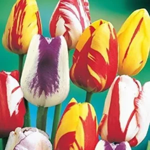 Rembrandt Mix Tulip Bulbs - Streaked Tulips for Artistic Gardens - USDA Zones 3-8 - Image 1