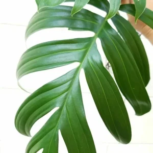 Rhaphidophora Decursiva Dragon Tail Live Plant – Giant Climber – 4 inch Pot - Image 2