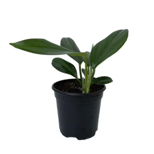 Rhaphidophora Decursiva Dragon Tail Live Plant – Giant Climber – 4 inch Pot - Image 1