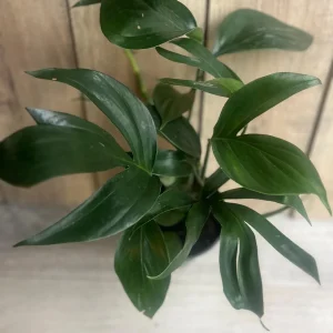 Rhaphidophora Decursiva Live Plant – Dragon Tail – 6 inch Pot – Indoor Climber - Image 2