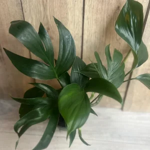 Rhaphidophora Decursiva Live Plant – Dragon Tail – 6 inch Pot – Indoor Climber - Image 3