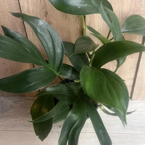 Rhaphidophora Decursiva Live Plant – Dragon Tail – 6 inch Pot – Indoor Climber - Image 7