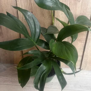 Rhaphidophora Decursiva Live Plant – Dragon Tail – 6 inch Pot – Indoor Climber - Image 9