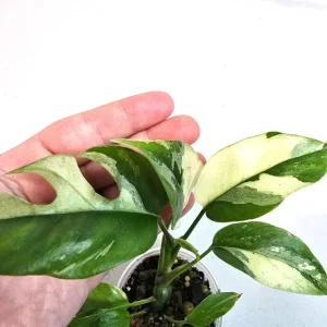 Rhaphidophora Tetrasperma Albo Variegated Live Plant - Rare Mini Monstera - Image 2