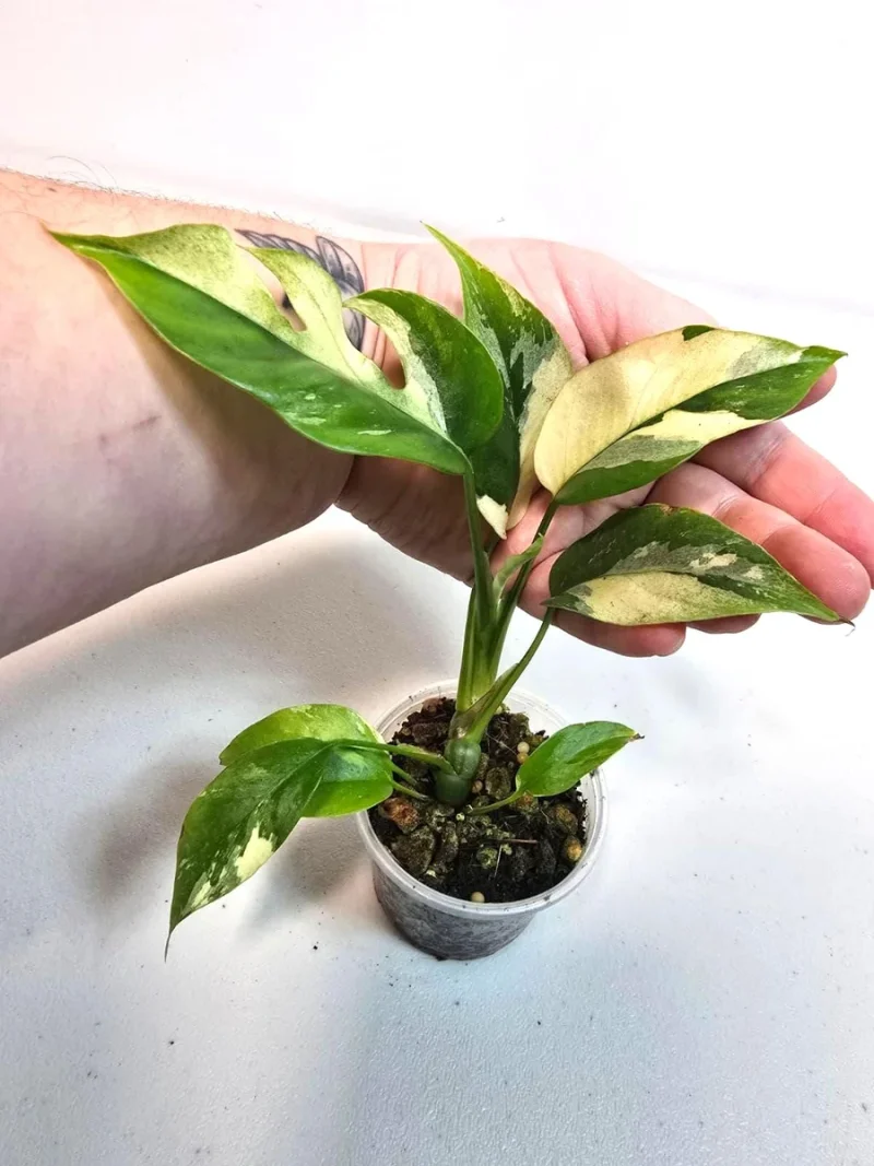 globe water plants Lexi Home Self-Watering Plant Mini Aqua Globes main image 0