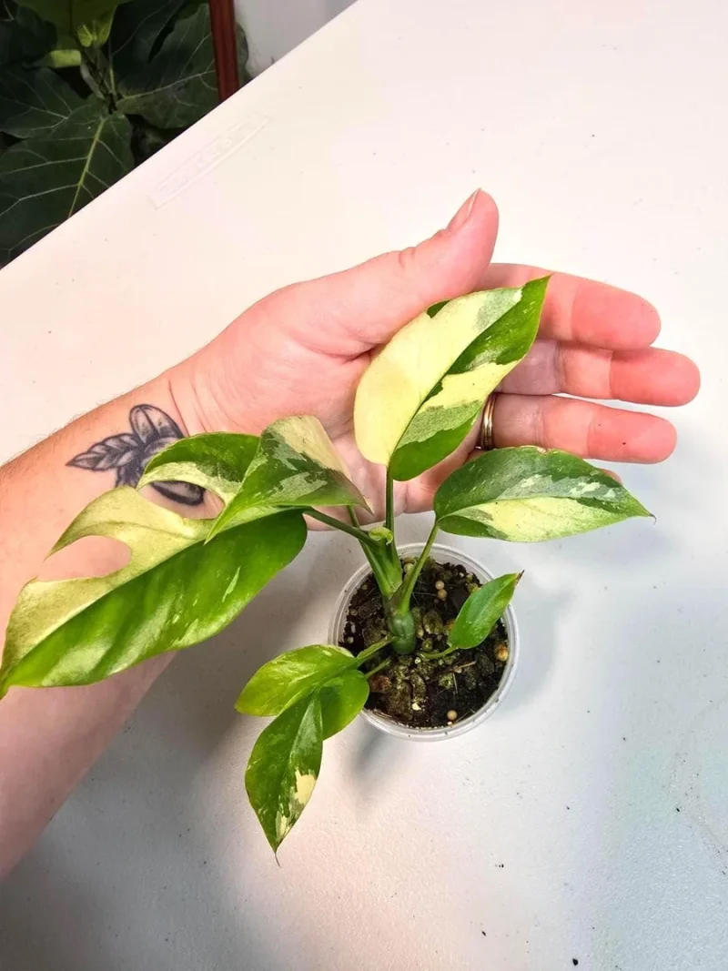 monstera deliciosa seeds Variegated Monstera Albo Plant - Rare White Borsigiana - Exact Plant