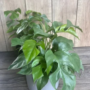 Rhaphidophora Tetrasperma Live Plant – Mini Monstera – 6 inch Pot – Indoor Vining Plant - Image 1