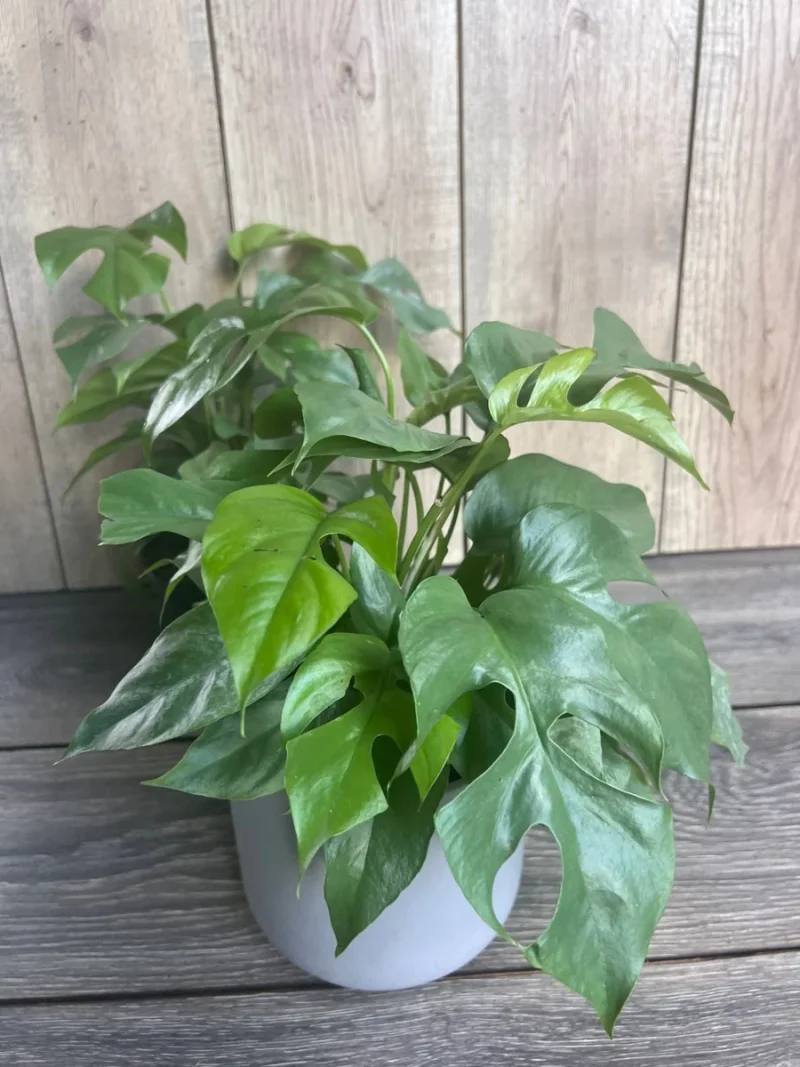 monstera deliciosa buy Monstera Deliciosa — Green Acres Nursery & Supply main image 0