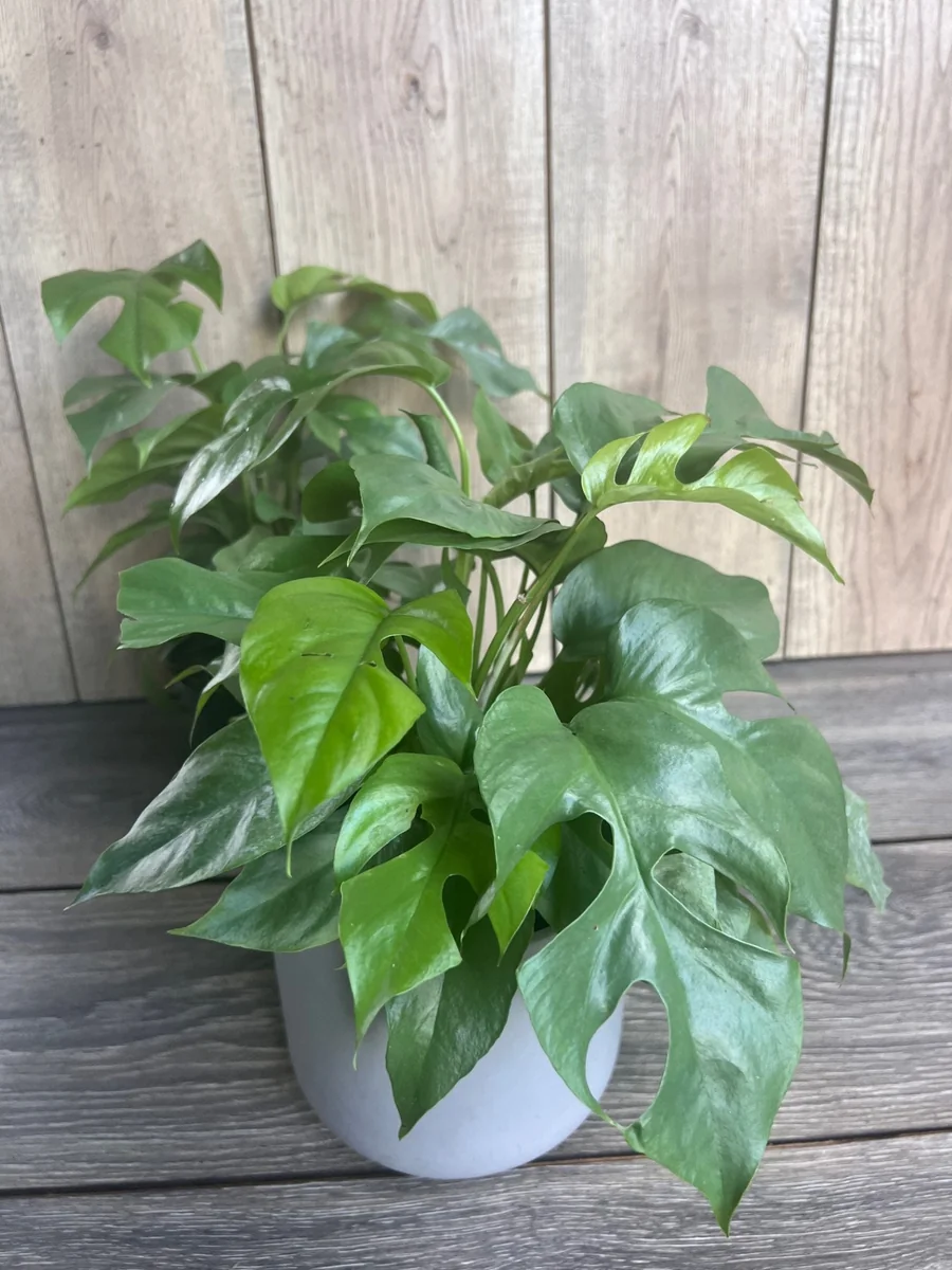 Rhaphidophora Tetrasperma Live Plant – Mini Monstera – 6 inch Pot – Indoor Vining Plant - Image 1