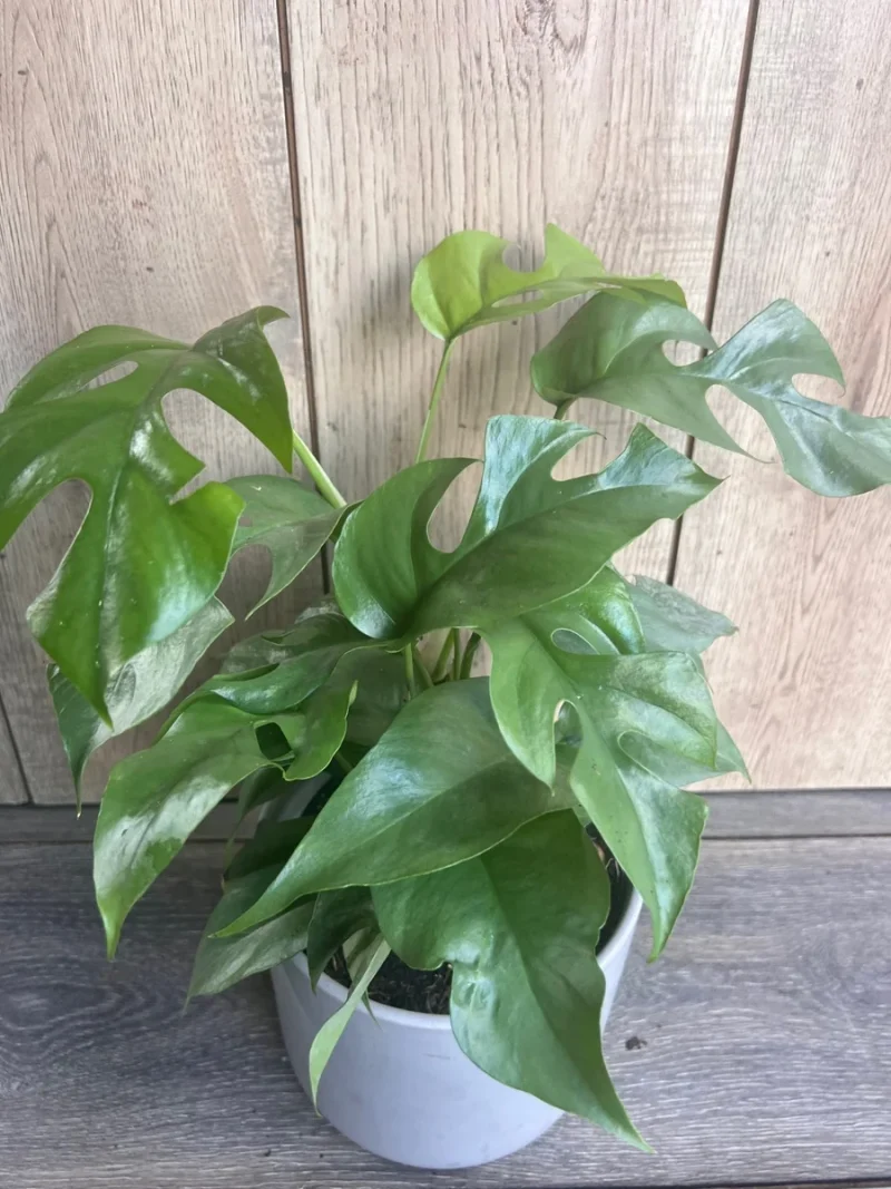 6 in. Trending Tropical Rhaphidophora Mini Monstera Plant in Deco Pot | The Home Depot