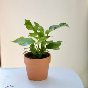 Rhaphidophora Tetrasperma Live Plant – Mini Monstera – 4 inch Nursery Pot – Indoor - Image 2