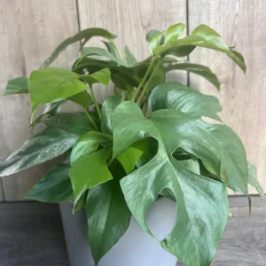 Rhaphidophora Tetrasperma Live Plant – Mini Monstera – 6 inch Pot – Indoor Vining Plant - Image 4