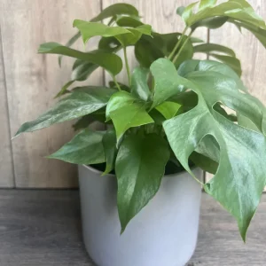 Rhaphidophora Tetrasperma Live Plant – Mini Monstera – 6 inch Pot – Indoor Vining Plant - Image 5