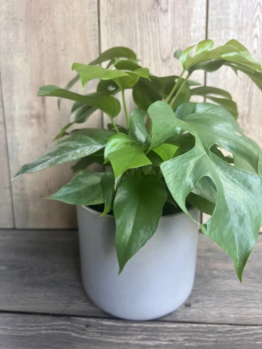 Rhaphidophora Tetrasperma Live Plant – Mini Monstera – 6 inch Pot – Indoor Vining Plant - Image 5