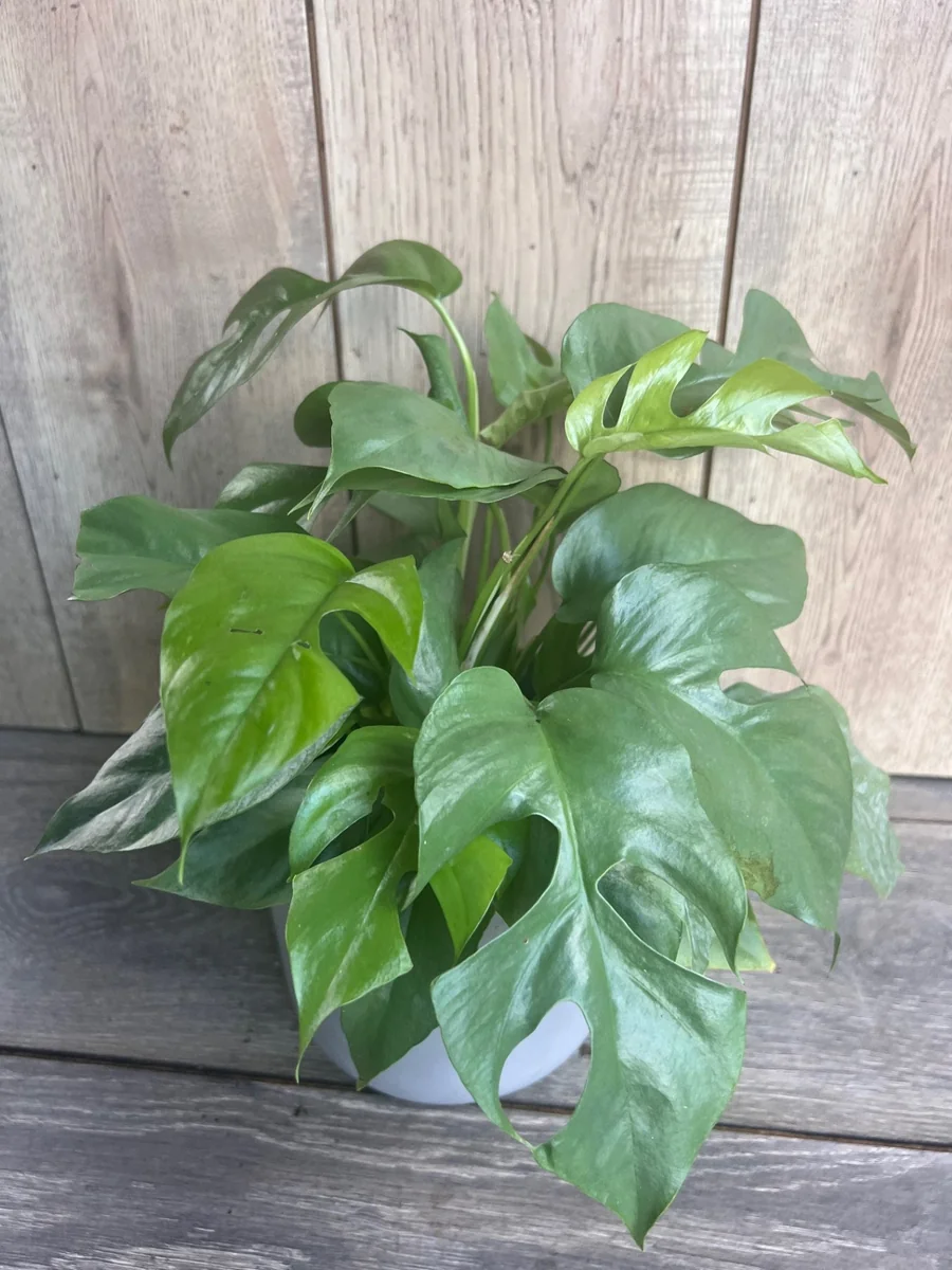 Rhaphidophora Tetrasperma Live Plant – Mini Monstera – 6 inch Pot – Indoor Vining Plant - Image 6