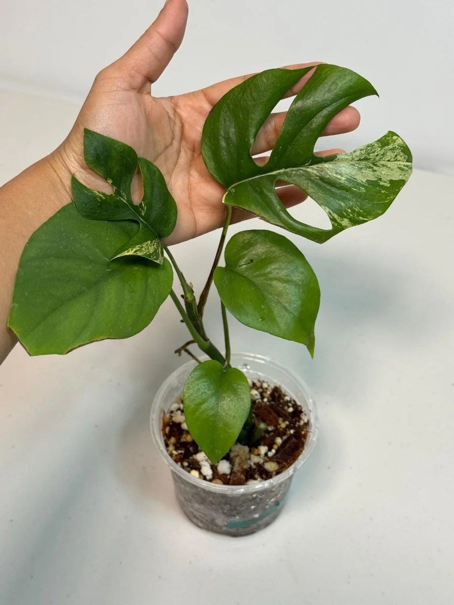 Rhaphidophora Tetrasperma Migma Variegated Live Plant - Rare Aroid Houseplant - Image 2