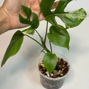 Rhaphidophora Tetrasperma Migma Variegated Live Plant - Rare Aroid Houseplant - Image 3