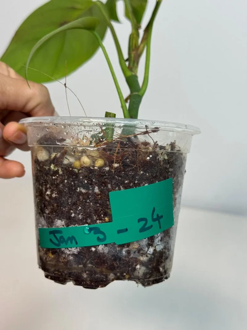 Rhaphidophora Tetrasperma Migma Variegated Live Plant
