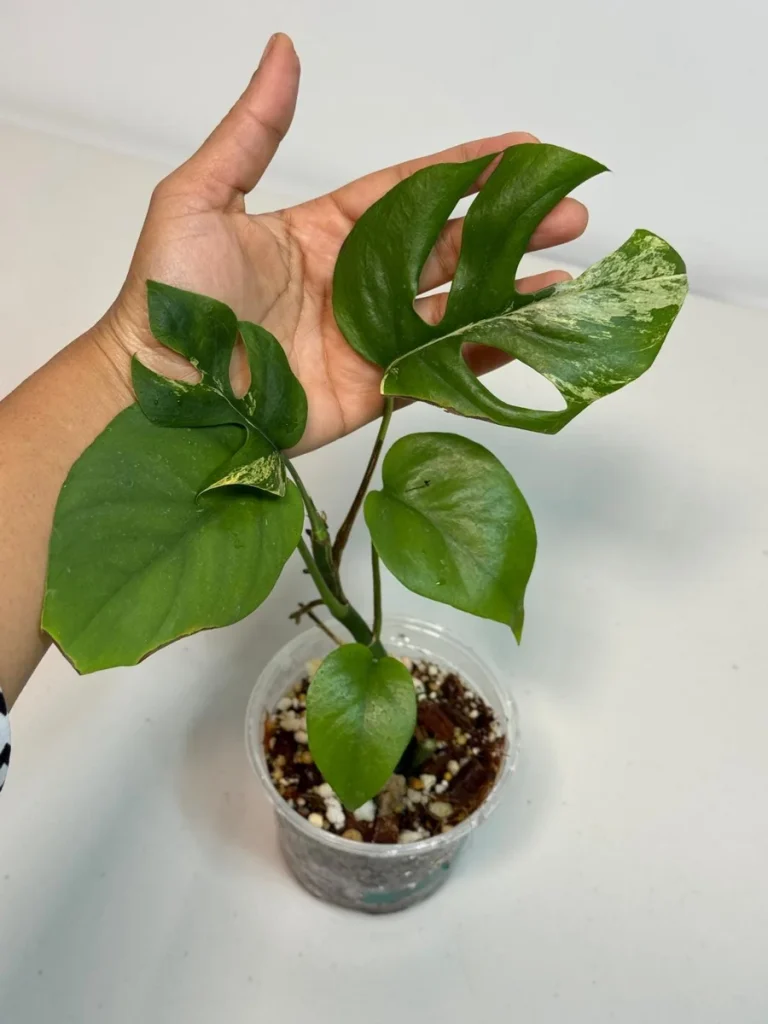 Rhaphidophora Tetrasperma Migma Variegated Live Plant