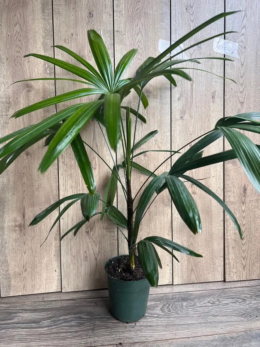 Rhapis Palm Live Plant, Lady Palm in 6 inch Pot, Air Purifying Indoor/Outdoor - Image 3